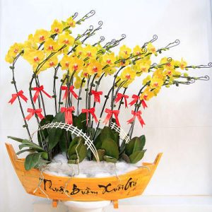 Chậu lan hồ điệp - 10