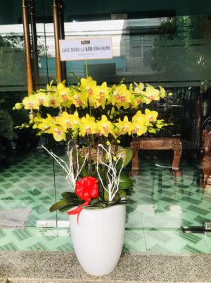 Chậu lan hồ điệp - 27